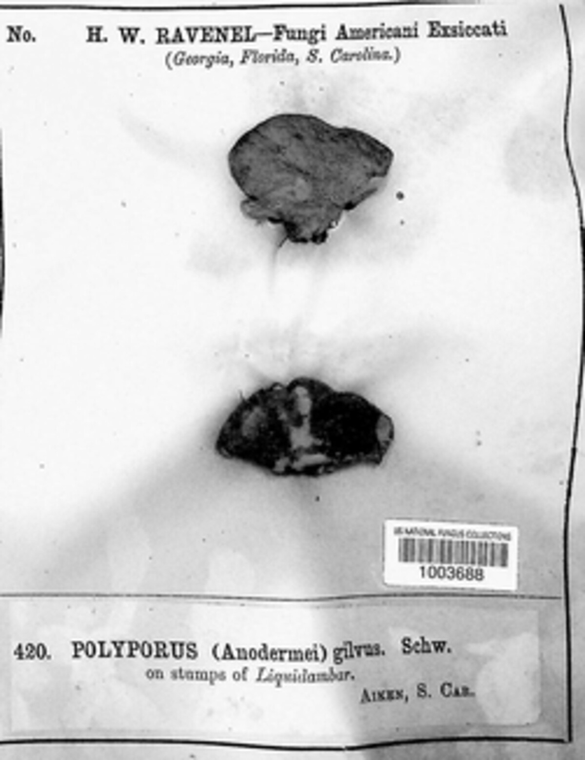 Phellinus gilvus image